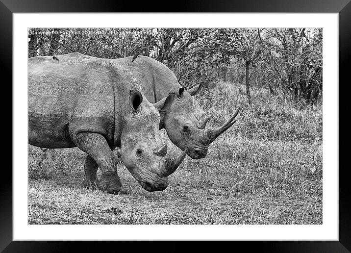 White Rhinocerous Framed Mounted Print by Paul Fell