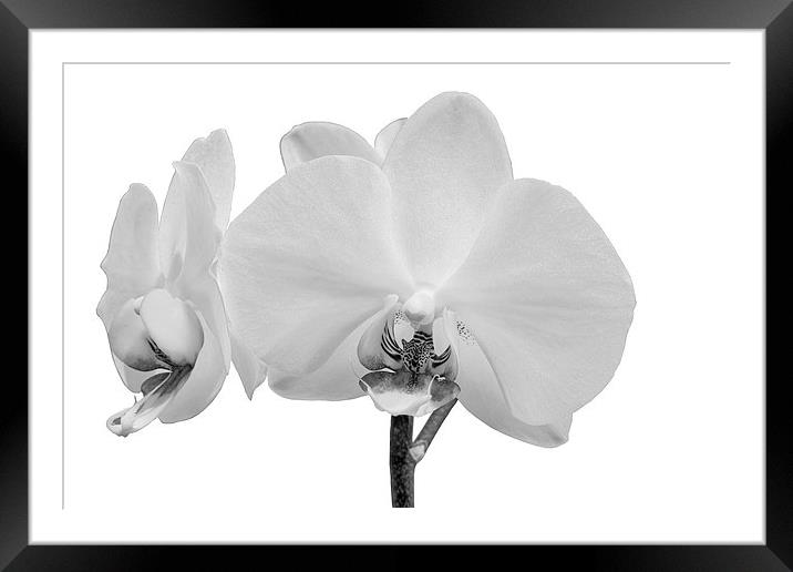 White Orchid Framed Mounted Print by Paul Fell