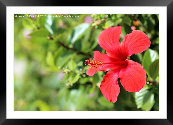 Red Hibiscus Flower Framed Mounted Print by Paul Fell