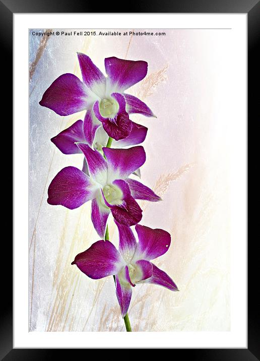 Orchids Framed Mounted Print by Paul Fell