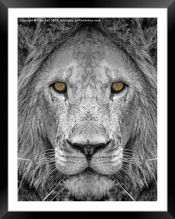 Lion Framed Mounted Print by Paul Fell