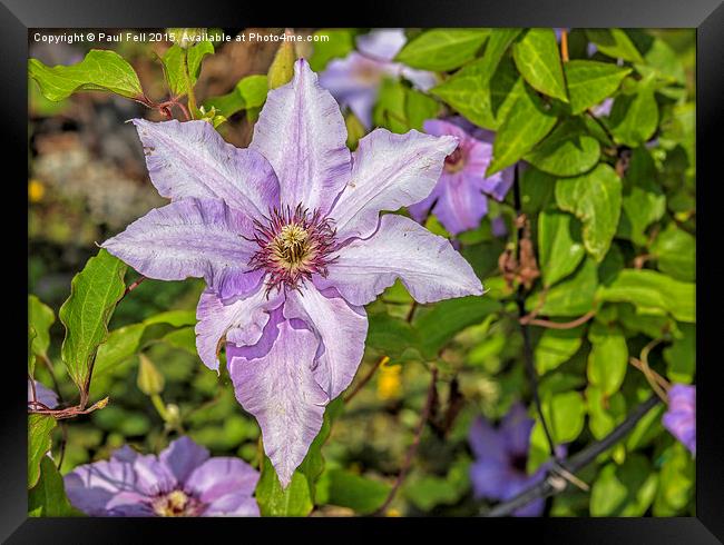 Clematis Framed Print by Paul Fell