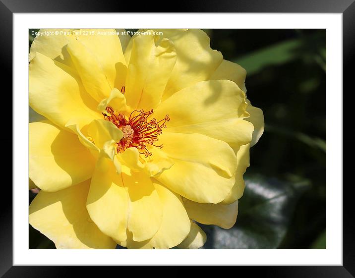 Yellow Rose Framed Mounted Print by Paul Fell