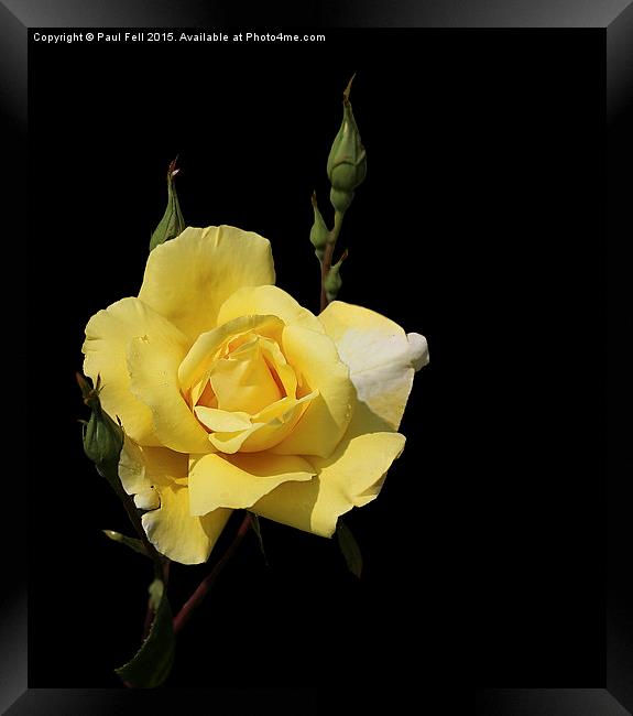 Yellow Rose Framed Print by Paul Fell