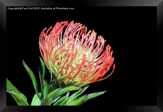 Protea Pincushion Framed Print by Paul Fell