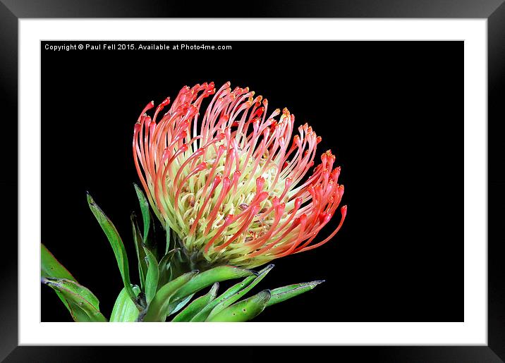 Protea Pincushion Framed Mounted Print by Paul Fell