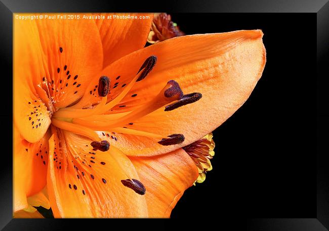 Tiger Lilly Framed Print by Paul Fell