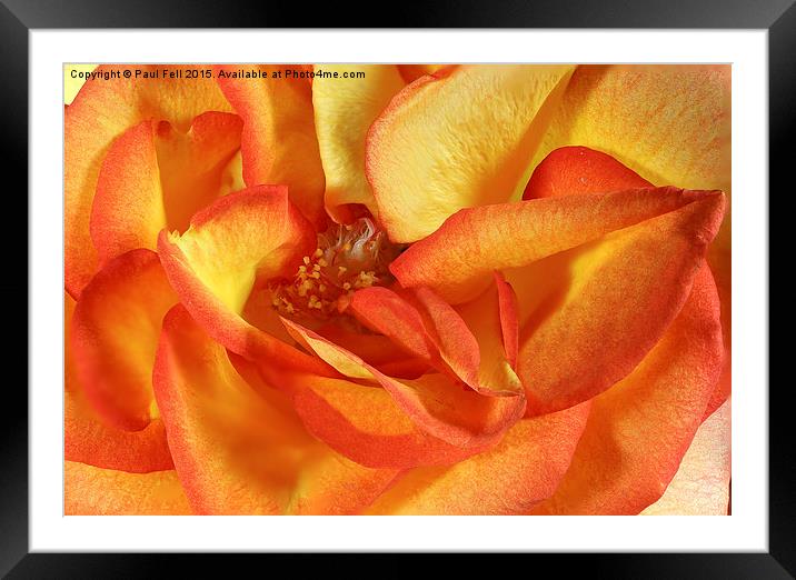 Orange Rose Framed Mounted Print by Paul Fell