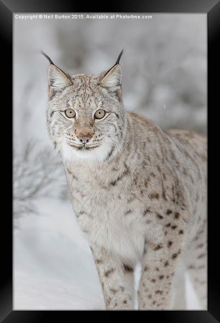  Winter ghost, European lynx Framed Print by Neil Burton