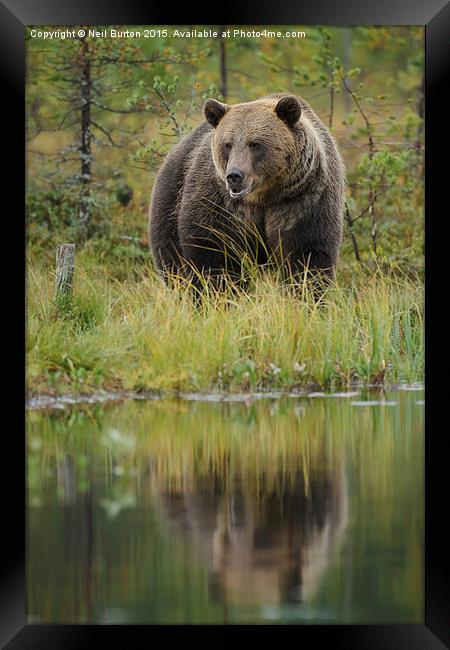  Brown bear in Finland Framed Print by Neil Burton