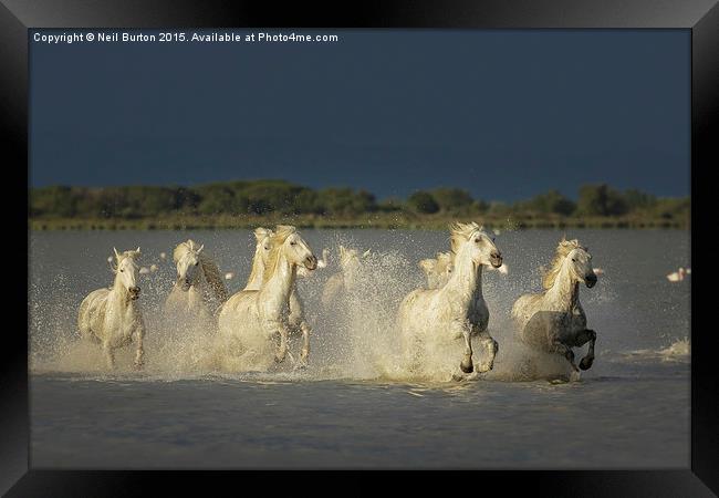  Camargue chargers Framed Print by Neil Burton