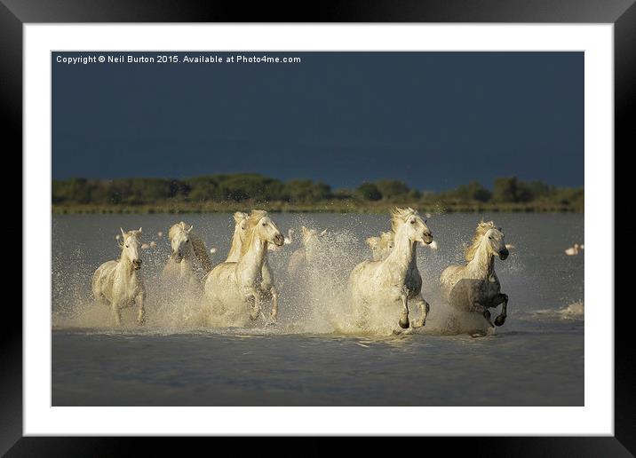  Camargue chargers Framed Mounted Print by Neil Burton