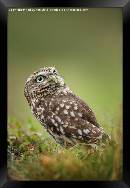  Little owl Framed Print by Neil Burton