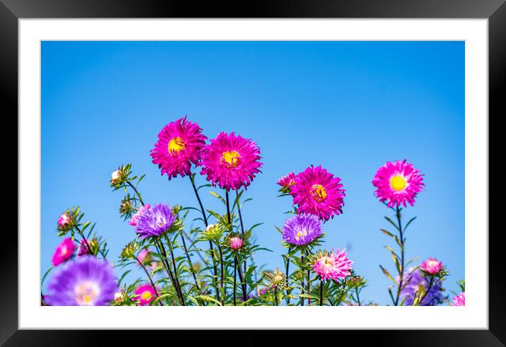 beautiful blossom colorful flower Framed Mounted Print by Ambir Tolang