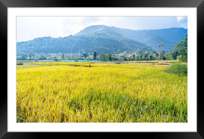 paddy farmland Framed Mounted Print by Ambir Tolang