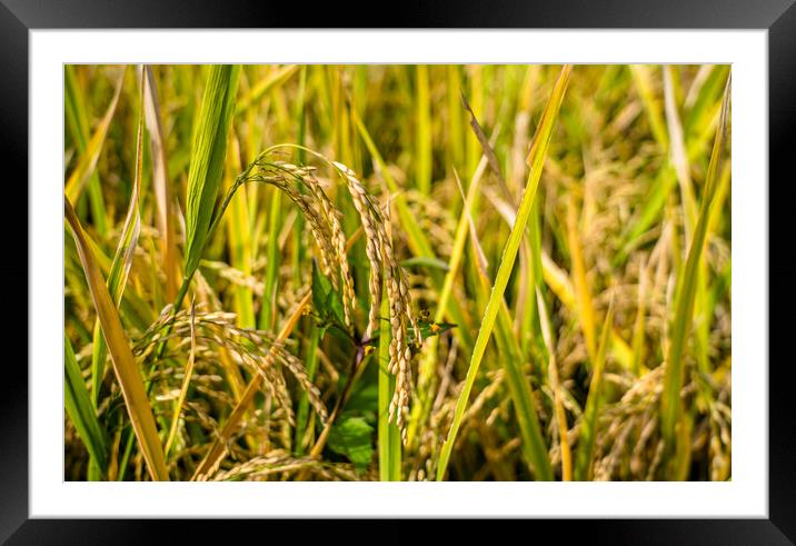 paddy corp Framed Mounted Print by Ambir Tolang
