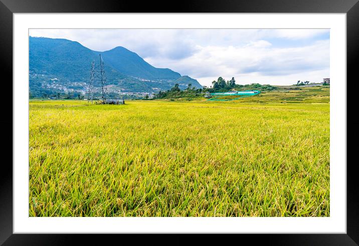 paddy corp farmland Framed Mounted Print by Ambir Tolang