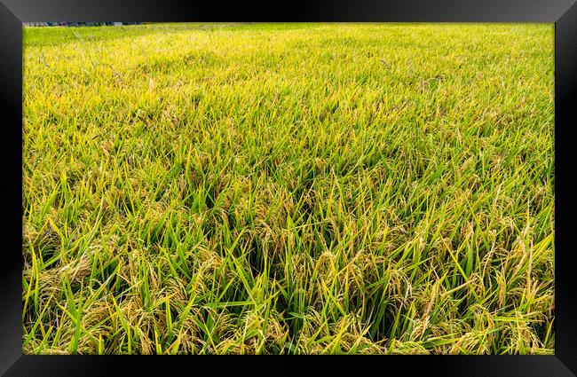 paddy corp farmland Framed Print by Ambir Tolang