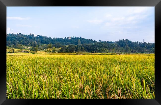 paddy corp farmland Framed Print by Ambir Tolang