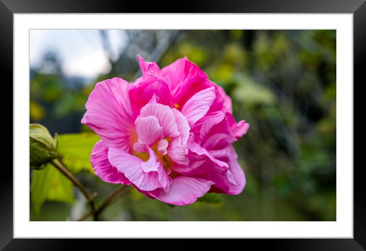 blooming colorful flower Framed Mounted Print by Ambir Tolang