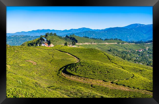 greenery landscape view of tea farmland Framed Print by Ambir Tolang