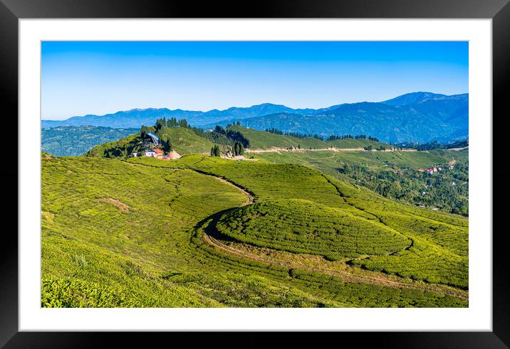greenery landscape view of tea farmland Framed Mounted Print by Ambir Tolang