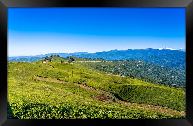 greenery landscape view of tea farmland Framed Print by Ambir Tolang