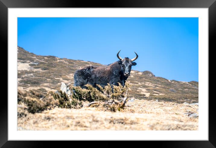 stadning wild animal Yak in mountain  Framed Mounted Print by Ambir Tolang