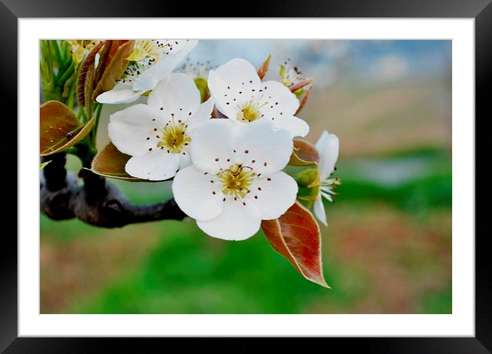 Nature's Beauty  Framed Mounted Print by Ambir Tolang
