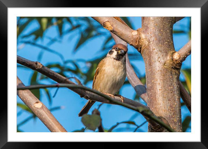  Standing Sparrow Framed Mounted Print by Ambir Tolang