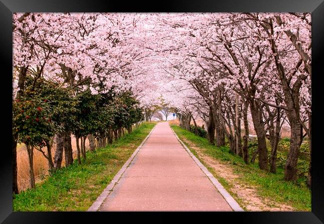 Blossom Cherry Path Framed Print by Ambir Tolang