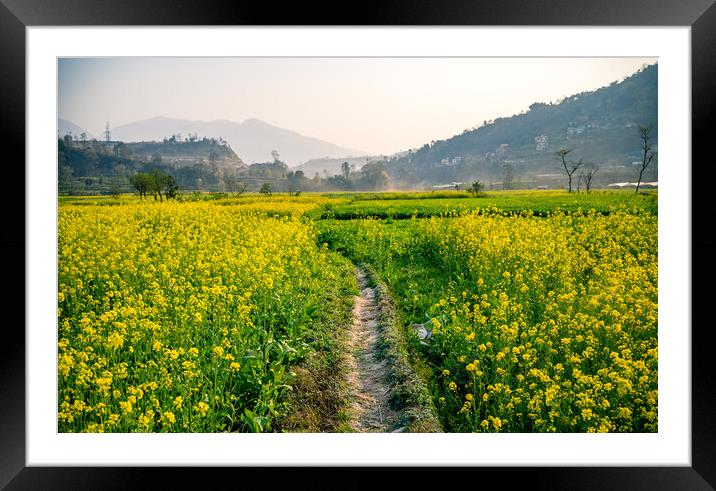 blossom spring mustard farmland Framed Mounted Print by Ambir Tolang