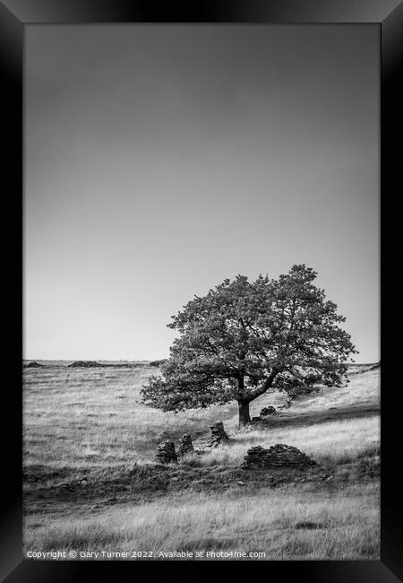 Lone Tree at Digley Framed Print by Gary Turner