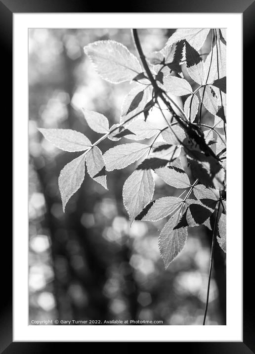 Sunlight through leaves Framed Mounted Print by Gary Turner