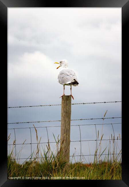 Seagull perched on a fence Framed Print by Gary Turner