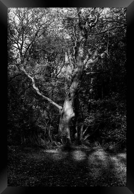 Abstract tree branches in monochrome Framed Print by Gary Turner