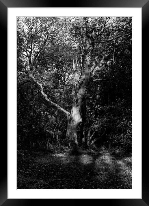 Abstract tree branches in monochrome Framed Mounted Print by Gary Turner