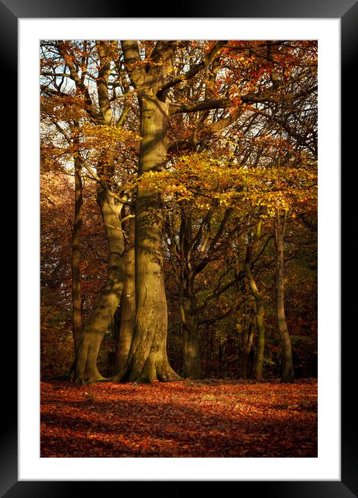Autumnal Tree in Autumnal Woodland Framed Mounted Print by Gary Turner
