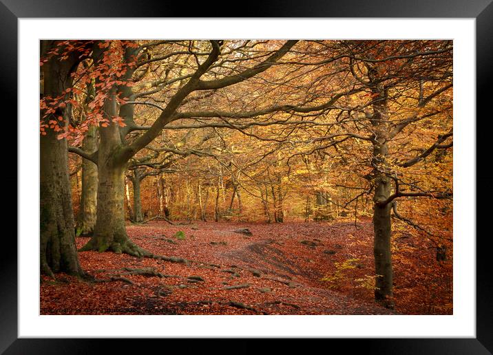 Through The Autumnal Woods Framed Mounted Print by Gary Turner