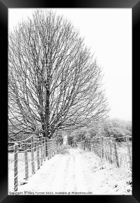 Snowy tree on snowy path Framed Print by Gary Turner