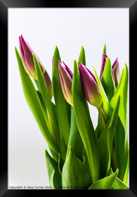 Bunch of tulips Framed Print by Gary Turner