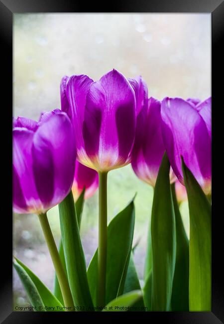 Vibrant purple tulips Framed Print by Gary Turner