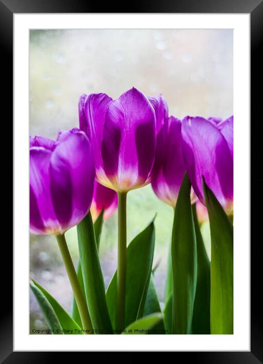 Vibrant purple tulips Framed Mounted Print by Gary Turner