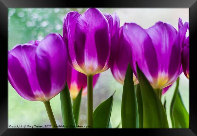 Vibrant purple tulips Framed Print by Gary Turner