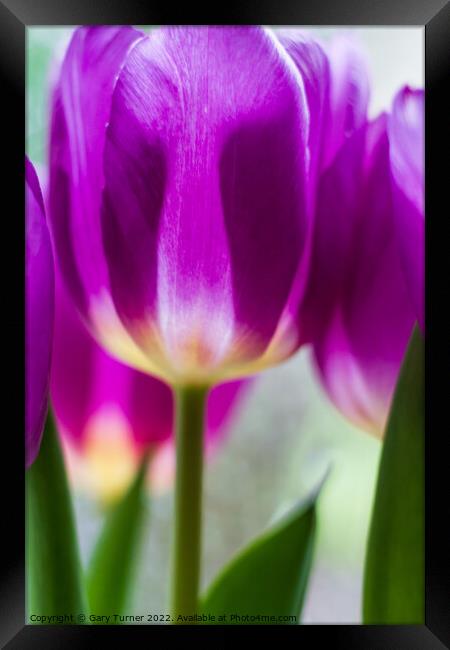 Vibrant purple tulips Framed Print by Gary Turner