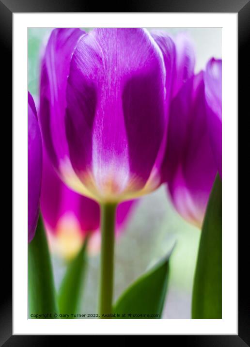 Vibrant purple tulips Framed Mounted Print by Gary Turner