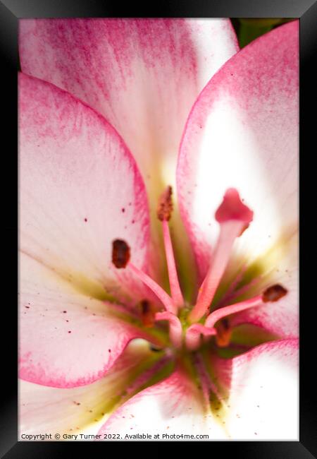 Close up of Lily Framed Print by Gary Turner