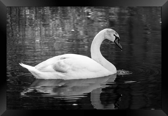 Swan on the River Aire Framed Print by Gary Turner
