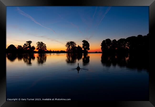 Swan at Sunrise, Harold Park Framed Print by Gary Turner
