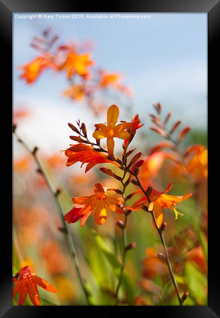 Crocosmia Framed Print by Gary Turner